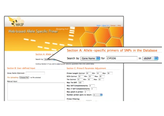 WASP - a Web-based Allele-Specific PCR assay designing tool for detecting SNPs and mutations. BMC Genomics 2007